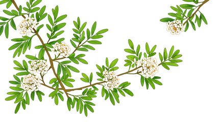 Obraz premium illustration of green tree branch leaves