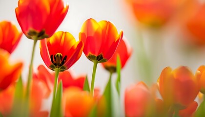 Delicate Tulips Bloom in Spring Splendor