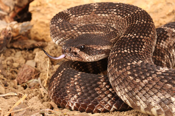Southern Pacific Rattlesnake (Crotalus helleri).