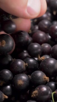 Fresh black currants harvested from bush. Rich, juicy fruit with unique tangy flavor. Farmer checks ripeness, ensuring high-quality fruit for jams, smoothies, and healthy snacks