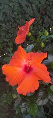 Beautiful orange hibiscus flower closeup