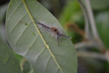Caterpillar on green leaves