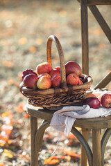 Wicker basket full of red ripe autumn apples . Seasonal fruit gathering, fall harvest in apple...