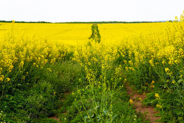 Rapeseed, Brassica napus, plants against blurred rapeseed field with tractor tire tracks in the background, in Southern Bulgaria, Haskovo region, selective focus
