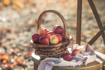 Wicker basket full of red ripe autumn apples . Seasonal fruit gathering, fall harvest in apple...
