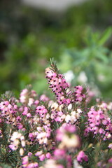Erica carnea in bloom, the winter heath, winter-flowering heather, spring or alpine heath, species of flowering plant