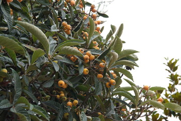 Nispero, loquat, Japanese plum — Eriobotrya japonica, evergreen plant with edible orange fruits,...