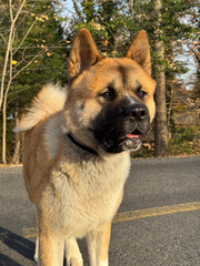 Portrait of American Akita standing outside looking at wildlife.