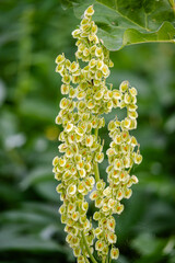 Rhubarb plant seeds in the autumn season