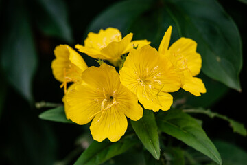 Sundrops flowers in the garden