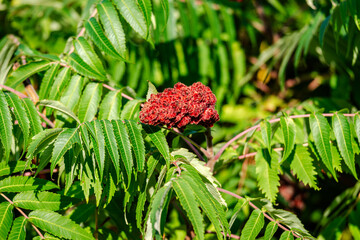 Sumac tree leaves in the autumn 