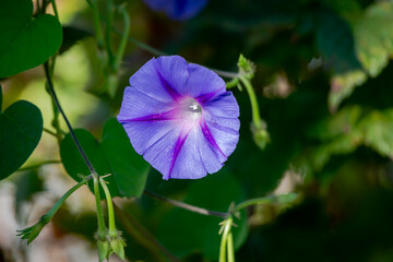 Morning glory flower in the garden 