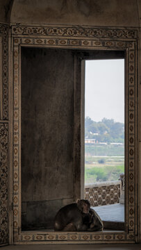 The architecture of the Agra Fort in India
