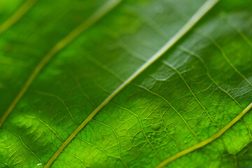 Macro texture of rubber leaf background