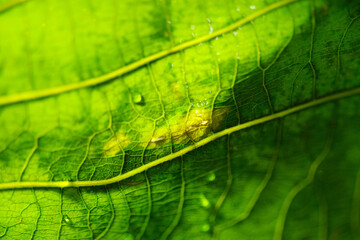 Macro texture of rubber leaf background