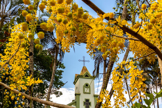 Marilia, Sao Paulo, Brazil. November 20, 2024. Santa Isabel Church, with flowering imperial cassia or yellow acacia trees. Amadeu Amaral District
