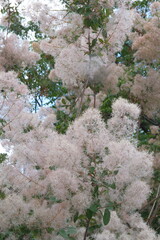 Cotinus coggygria -  syn. Rhus cotinus, the European smoketree 