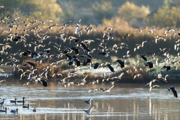 Northern Lapwing, Vanellus vanellus and Black-tailed Godwit, Limosa limosa, birds in flight over winter marshes	