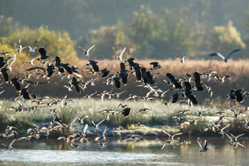 Northern Lapwing, Vanellus vanellus and Black-tailed Godwit, Limosa limosa, birds in flight over...