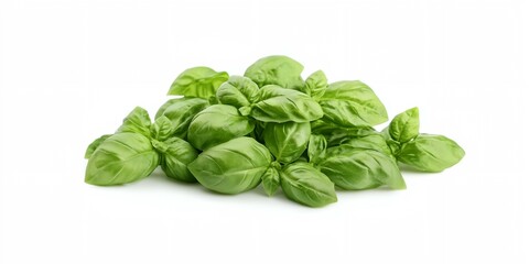 Fototapeta premium A bunch of green leaves of basil. The leaves are piled on top of each other