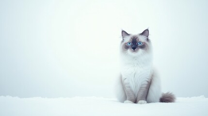 Fototapeta premium Majestic Male Ragdoll Cat with Striking Blue Eyes