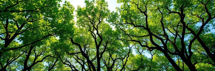 Fototapeta premium A solitary tree stands tall with its green leaves reaching up towards the sky like a giant's arms embracing the heavens, scenery, sunlight