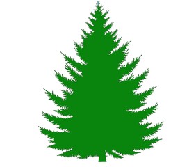 green spruce, tree