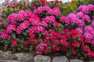 Rhododendronblüte