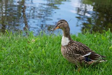 Stockente, (Anas platyrhynchos), Weibchen