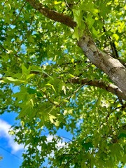 
Bright green leaves of a tree with a clear blue sky in the background, showcasing the vibrant foliage and the texture of the tree bark.