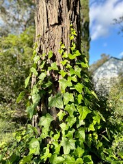 Ivy climbs a rugged tree trunk in a sunlit garden, showcasing lush greenery and natural beauty under a partly cloudy sky, emphasizing growth and the serenity of nature.