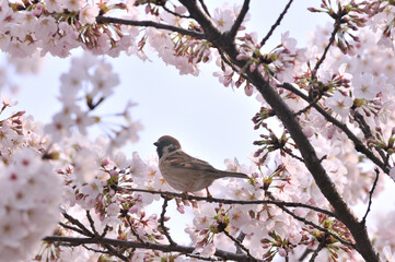 Sparrows and cherry blossoms, spring, Japan / 雀と桜　春　日本