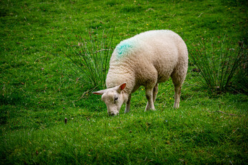 Lake District Sheep Grazing Closeup