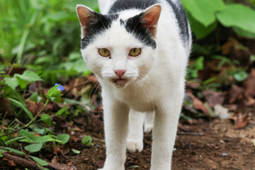 公園にいる野良猫