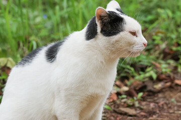 公園にいる野良猫