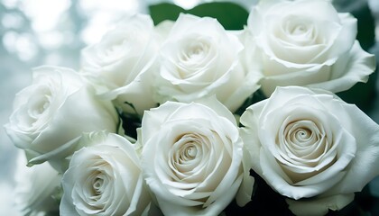 Elegant white roses, blooming moments of romance and natural beauty.
