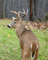 Whitetail Deer Buck - close portrait in a natural setting