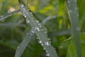 grass with dew drops
