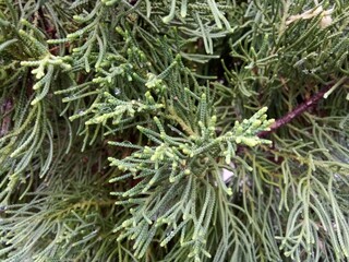 close up of a pine needles