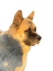 Portrait of American Akita dog, side view of head.  