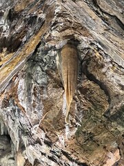 Massive Stalactite Formation Hanging from Limestone Cave Ceiling