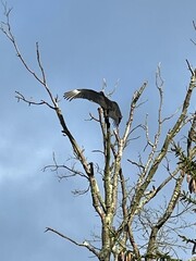 Vulture Perched on Bare Tree with Wings Spread Against a Clear Sky