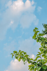 Green leafy branch reaching towards the blue sky with soft clouds in the background. Perfect for nature, environment, or eco themes. 

