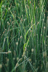 Dense grass blades with small seed heads in lush greenery. Wild, natural texture in rich green hues. Fits for background designs, botanical themes, or nature-focused projects.
