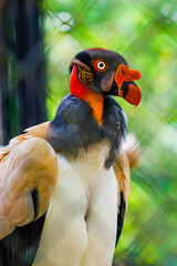 Pássaro Urubu-Rei com seus olhos