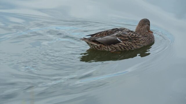Duck swimming in the pond looking for food. Duck pond with water birds. Flock of ducks and flock of drakes swim and rest in the lake