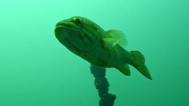 Largemouth Bass Micropterus nigricans Swimming Overhead