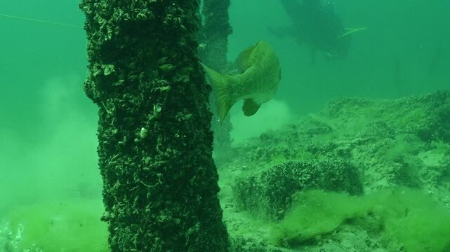 Largemouth Bass Micropterus nigricans Swimming on the Bottom of a Lake