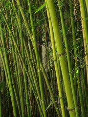 Obraz premium bamboo forest background