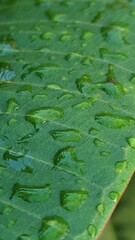 green leaf with drops